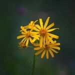 Jacobaea paludosa Blüte