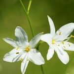 Anthericum ramosum Fula