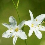 Anthericum ramosum Blüte