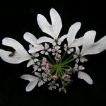 Tetrataenium wallichii Flower