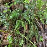 Pteris ensiformis Leaf