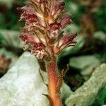 Orobanche pubescens Хабит