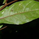 Petiveria alliacea Leaf