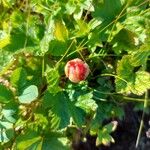 Rubus chamaemorus Fruit