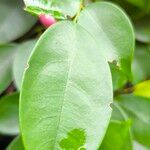 Rourea coccinea Leaf