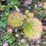 Viburnum lantanaFolha