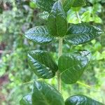 Rhaphithamnus spinosus Otro