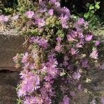 Drosanthemum floribundum Flor