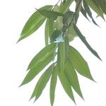 Syzygium jambos Frunză