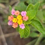 Lantana montevidensisŽiedas