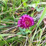 Trifolium wormskioldii عادت