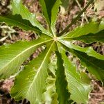 Cussonia arborea Leaf