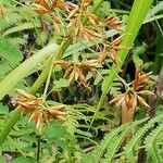 Rhynchospora corymbosa Fleur