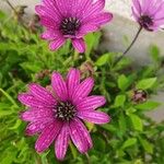 Dimorphotheca jucunda Çiçek
