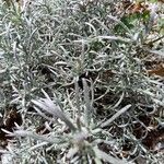 Helichrysum italicum Leaf