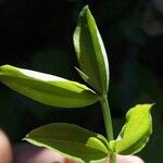 Lathyrus linifolius Hoja