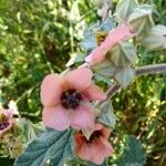 Sphaeralcea bonariensis Кветка