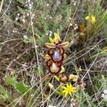 Ophrys speculum Blodyn