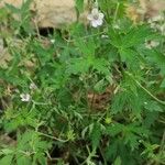 Geranium sibiricum List