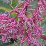 Eutrochium maculatum Flower