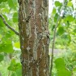 Populus deltoides Bark