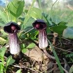 Arisarum simorrhinum Blad