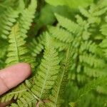 Dryopteris carthusiana برگ