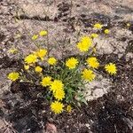 Crepis capillarisFlor