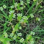 Valeriana woodsiana List