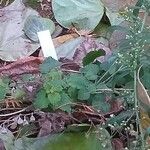 Campanula dolomitica Leaf