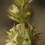Sideritis fruticulosa फूल