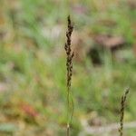 Agrostis vinealis Lorea