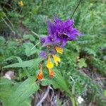 Melampyrum subalpinum Flor