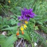 Melampyrum subalpinum Квітка