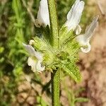 Sideritis hirsuta Flower