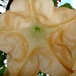 Brugmansia x candida Altul/Alta