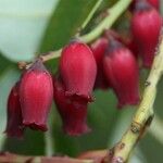 Agarista salicifolia Flower