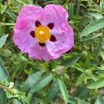 Cistus x purpureus Flower