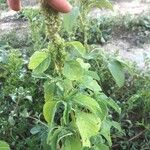 Amaranthus powellii Blatt