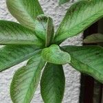 Euphorbia umbellata Лист
