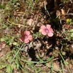 Linum pubescens Flor