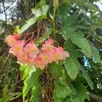 Begonia aconitifoliaFlower