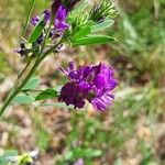 Medicago sativaЦветок