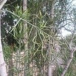 Euphorbia tirucalli برگ
