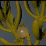 Phoradendron bolleanum Fruto