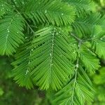 Metasequoia glyptostroboidesBlad