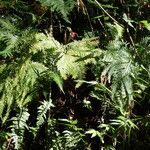 Selaginella flabellata Hábito
