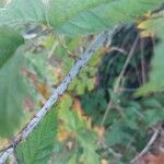 Rubus ursinus 樹皮