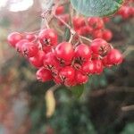 Cotoneaster coriaceus Fruto