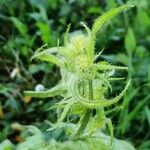 Crepis setosa Flower